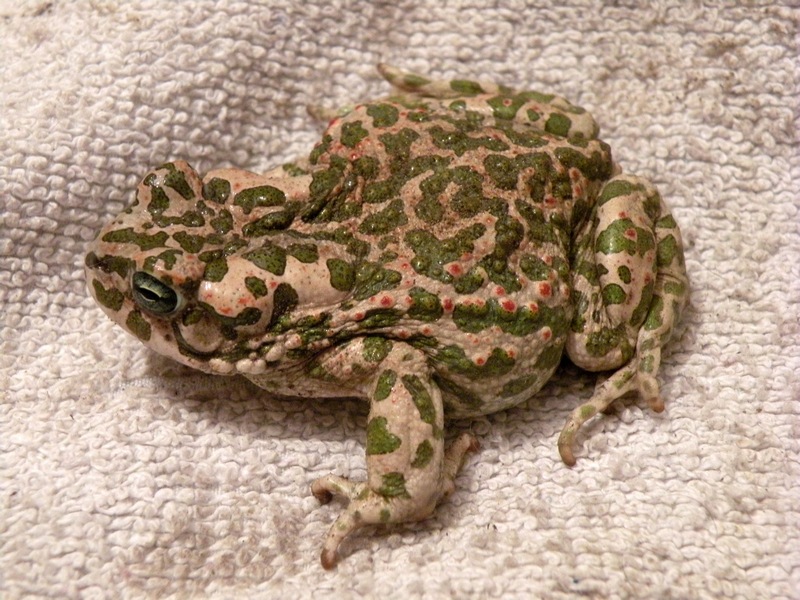 Bufo viridis